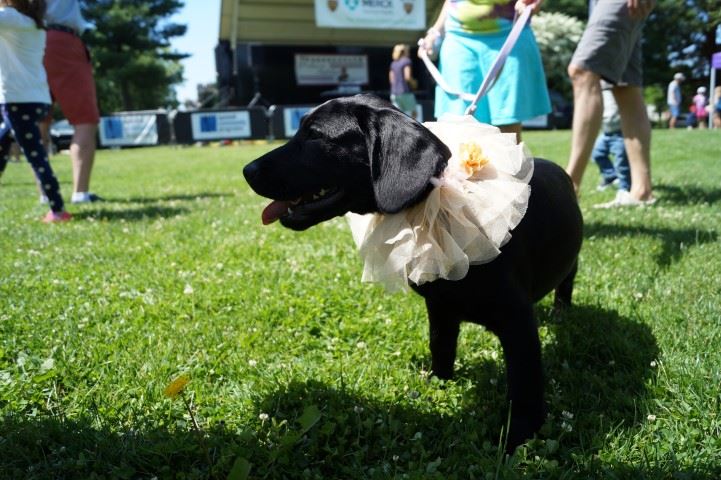 Pets at the PAL Pet Show on the Village Green