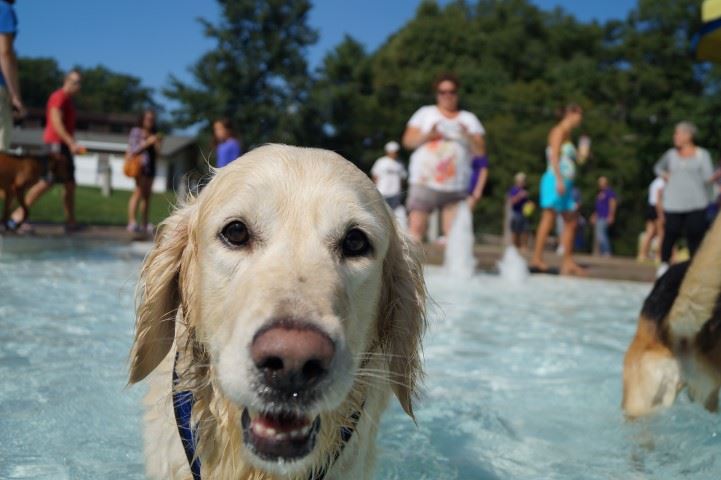 Dog swims at Family Aquatic Center during Doggy Dip event
